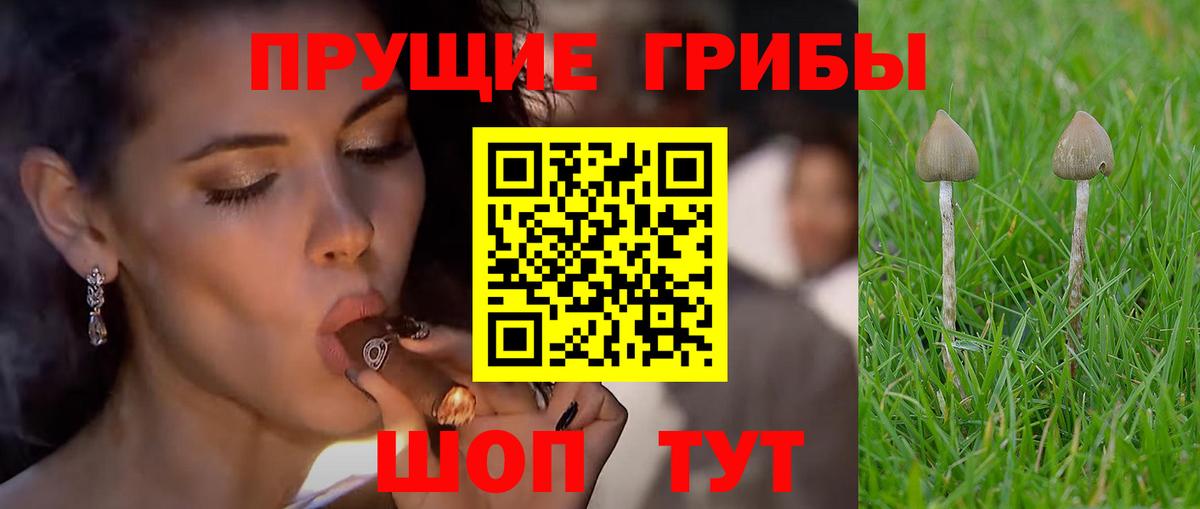 Псилоцибиновые грибы Psilocybine cubensis Златоуст